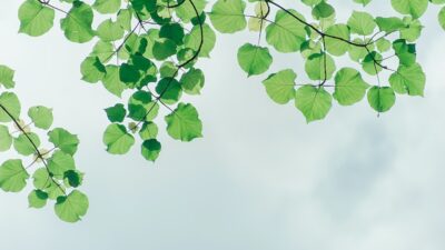 Yaprağı da kendisi kadar faydalı yaprak